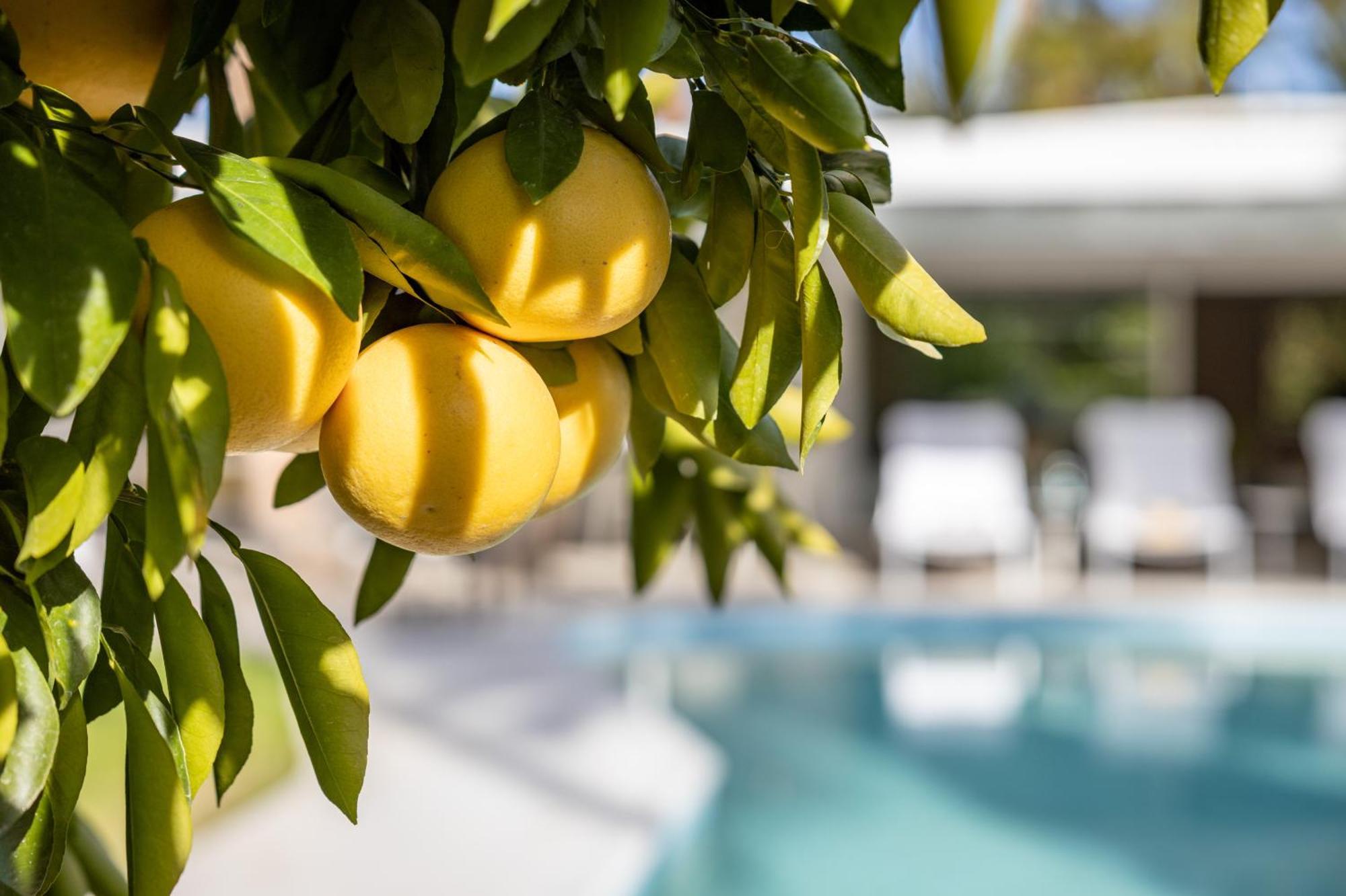 Casa Cactus By Acme House Company Villa Palm Springs Eksteriør bilde